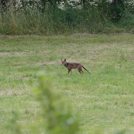Himmel, Wald & Wiese דירה Niederlauken
