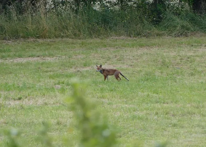 Himmel, Wald & Wiese Апартаменты Niederlauken